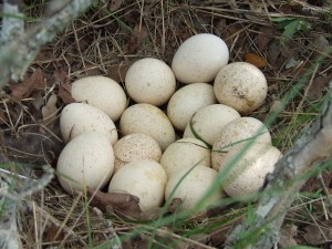 Rio Grande Wild Turkey Nest