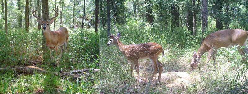 Photo credit: TPWD. White-tailed deer in East Texas