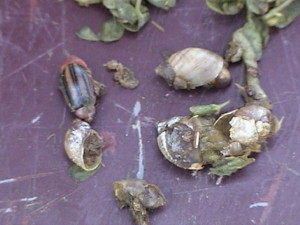Contents of a quail’s crop, where food is stored prior to digestion.