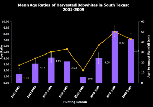 This graph shows the relationship between rainfall and adult-to-juvenile ratios of bobwhite quail in south Texas. The data represented suggests that rainfall can be an indicator of bobwhite quail production in south Texas. For additional background on this data, consult Tri et al. (2013) within the Journal of Wildlife Management Volume 77, Issue 3, pages 579-586.)