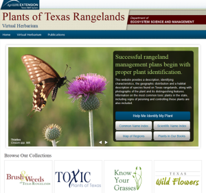 plants of texas rangelands