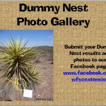 Dummy Nest Photo Gallery