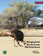 Managing Brush Near Rio Grande Wild Turkey Roosts