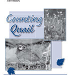 Counting Quail