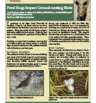 Feral Hogs Impact Ground Nesting Birds