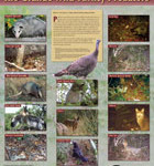 Rio Grande Wild Turkey Predators Poster