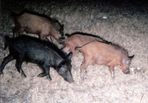Wild pigs, commonly known as feral hogs, are known to predate quail nests and eat their eggs. (Texas A&M AgriLife Research photo)