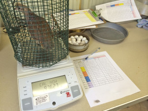 Quail were weighed monthly to see if there was any weight change due to the consumption of grain-based feed with low-level amounts of aflatoxion. (Texas A&M AgriLife Research photo)