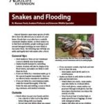 Snakes and Flooding