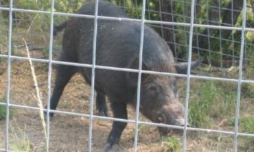 Link to the Coping with Feral Hogs website