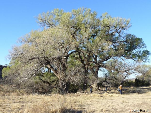 Rio Grande Wild Turkey - Agrilife Extension Wildlife & Fisheries